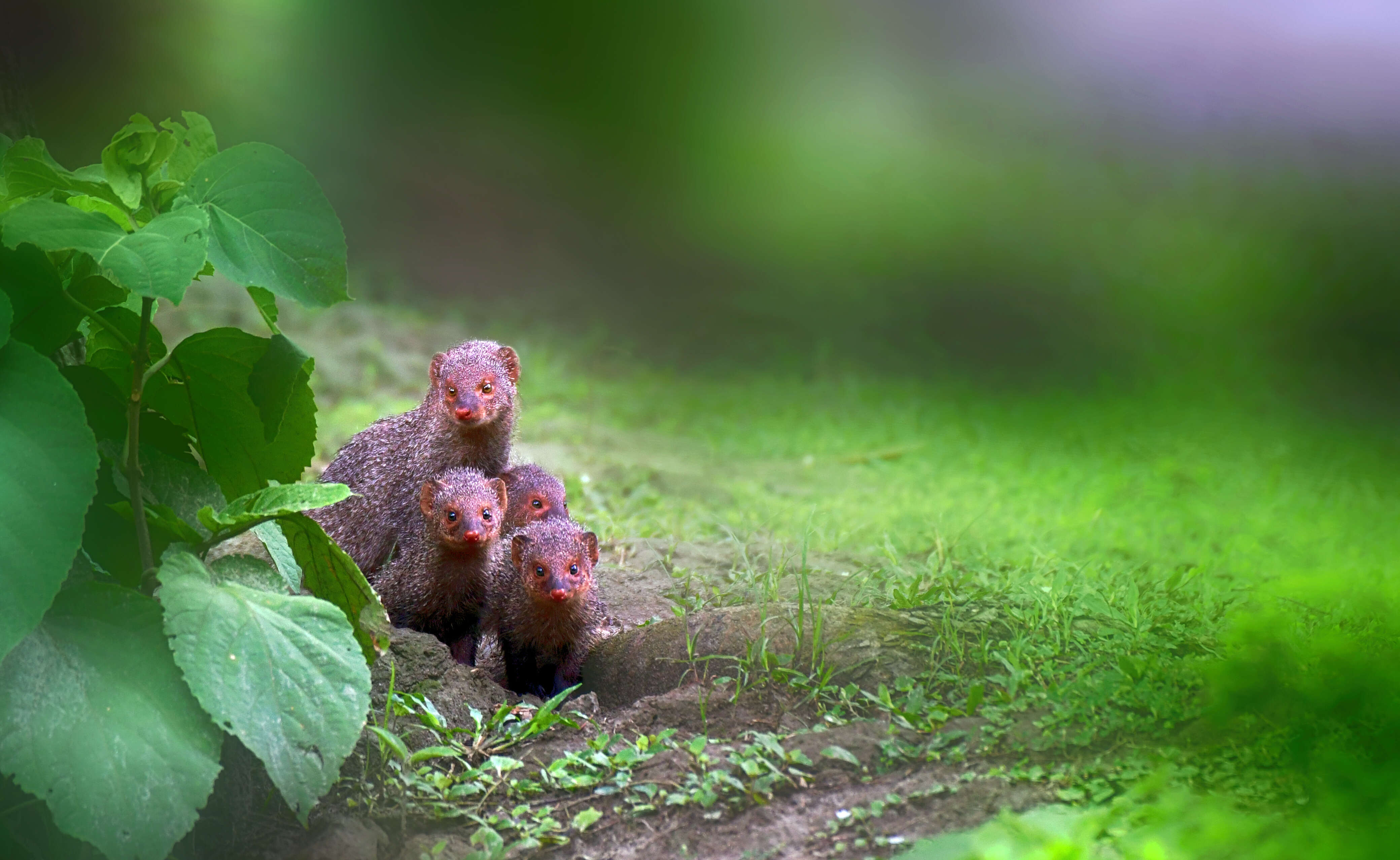 Image of Indian Gray Mongoose