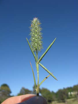 Image of Narrow Clover