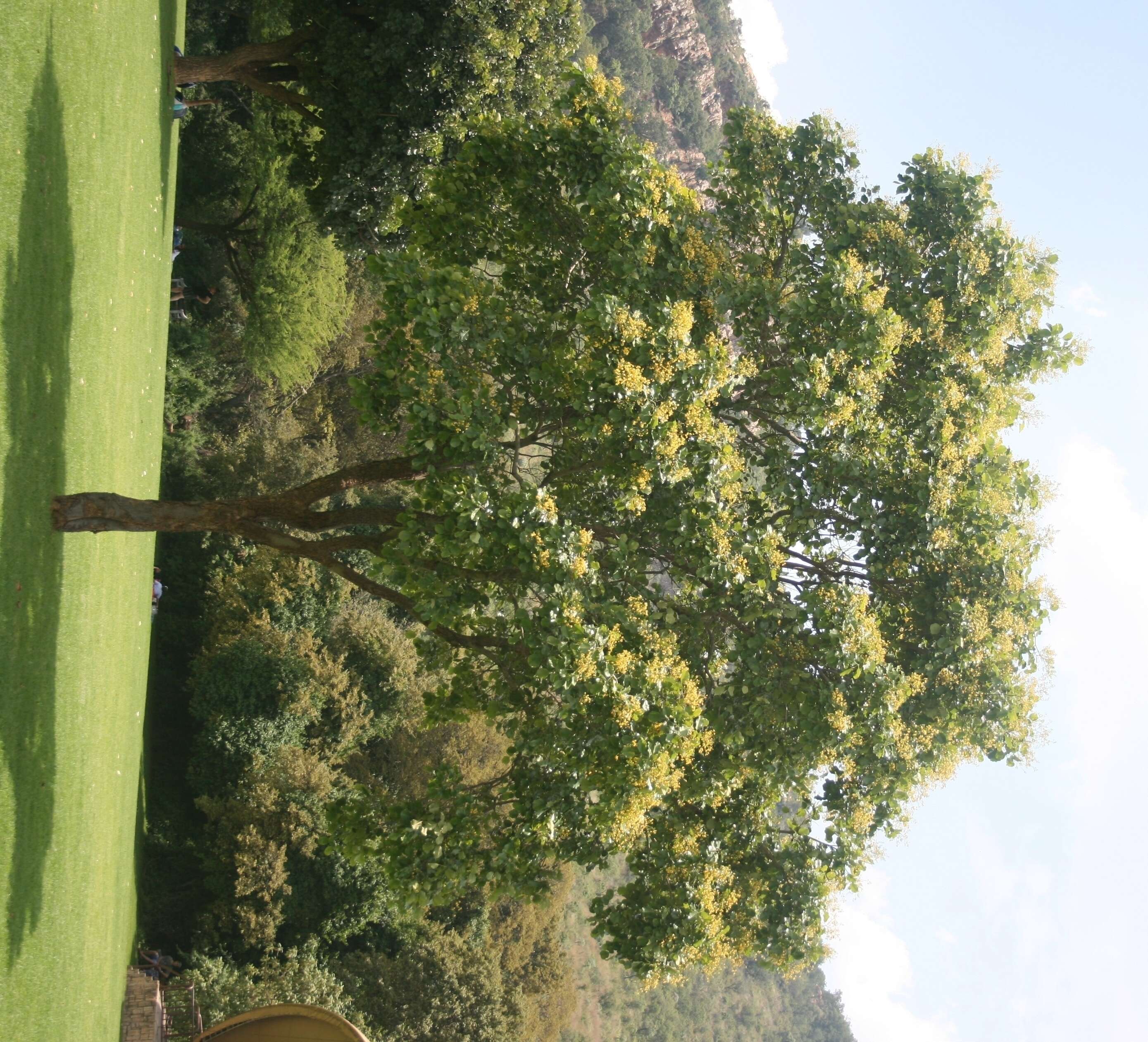 Imagem de Pterocarpus rotundifolius (Sond.) Druce