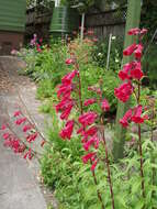 Image of beardtongue