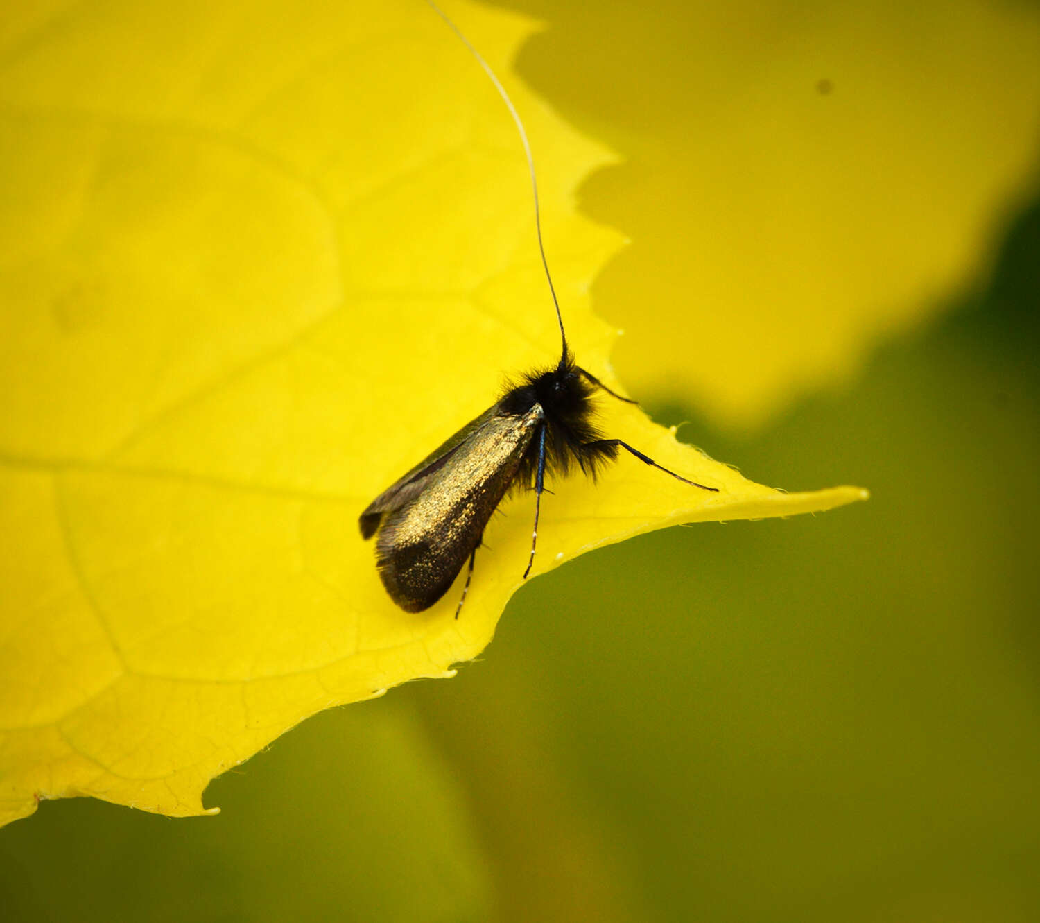 Image de Adela reaumurella