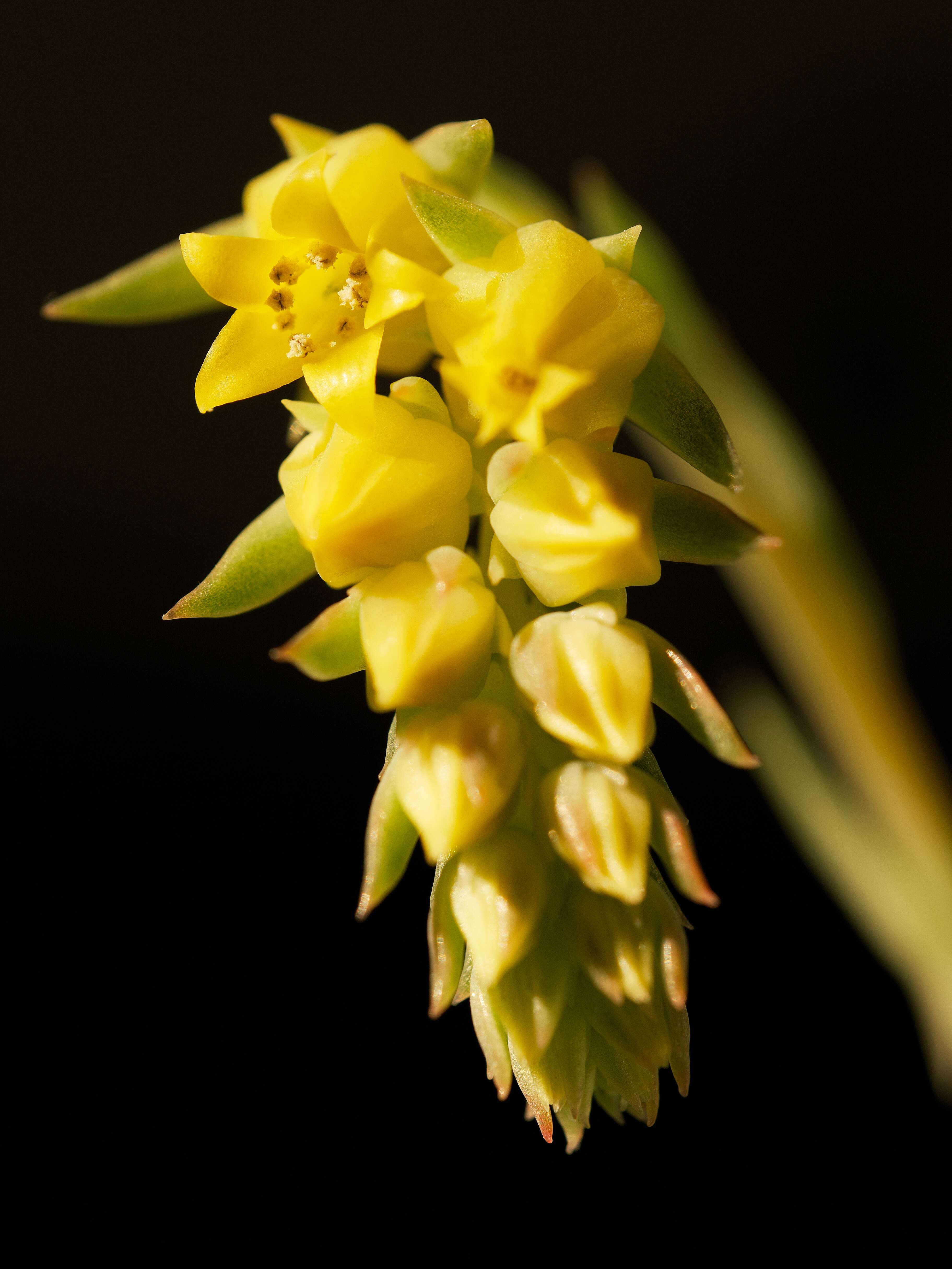 Image of Echeveria pulidonis Walther