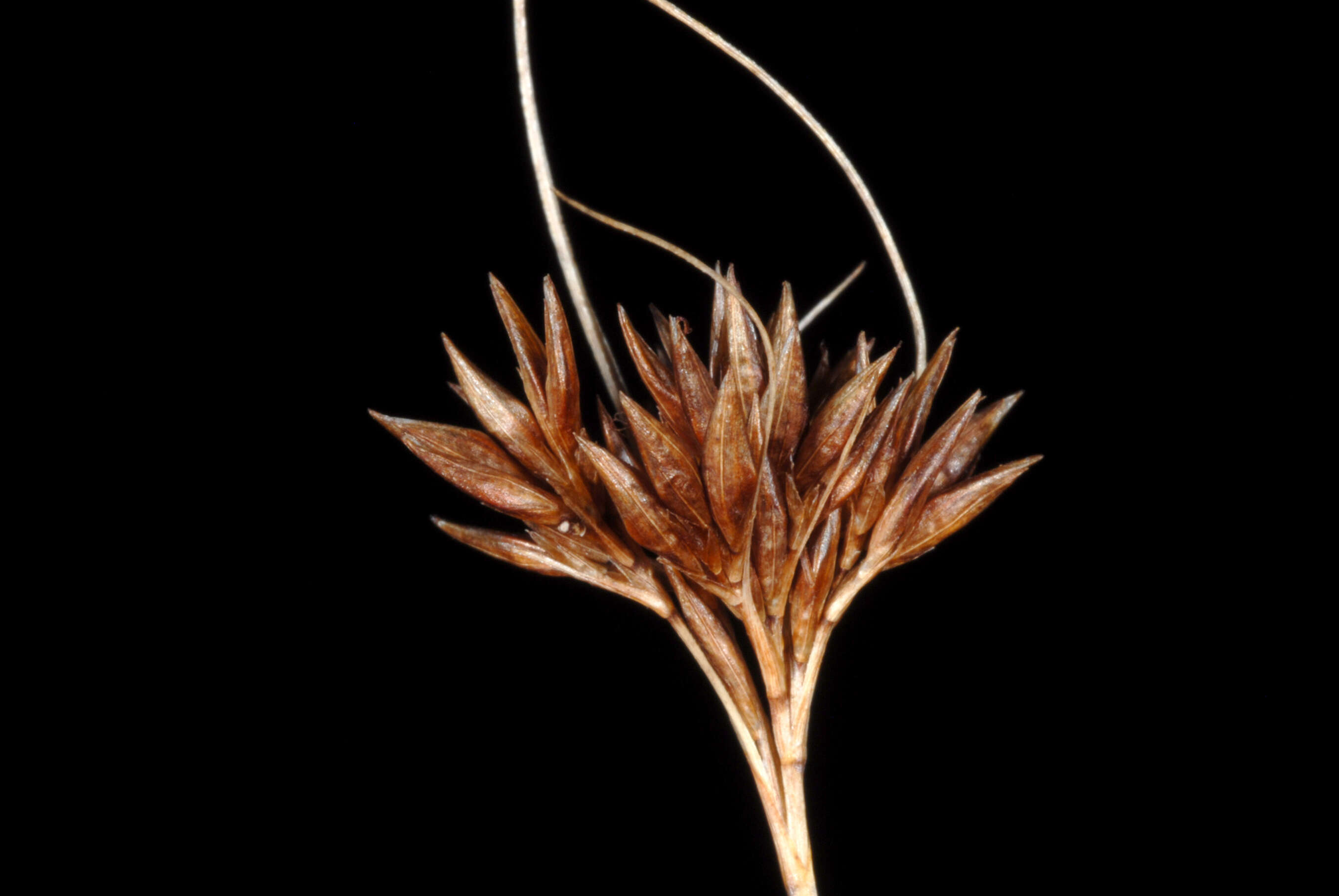 Image of brownish beaksedge