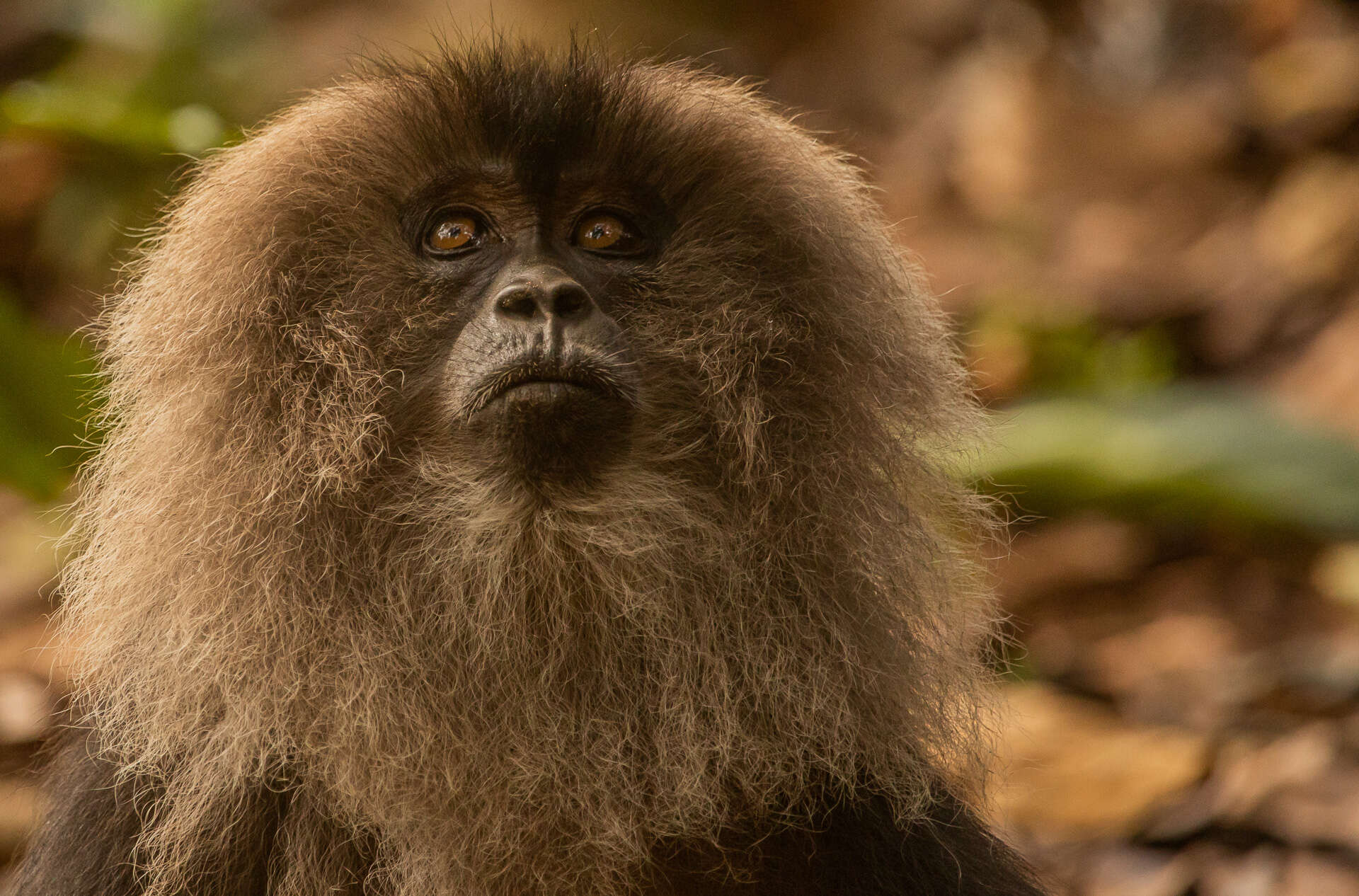 Image of Lion-tailed Macaque