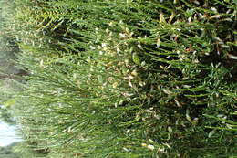 Image of Cytisus oromediterraneus