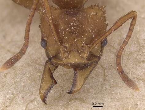 Image of Acromyrmex echinatior