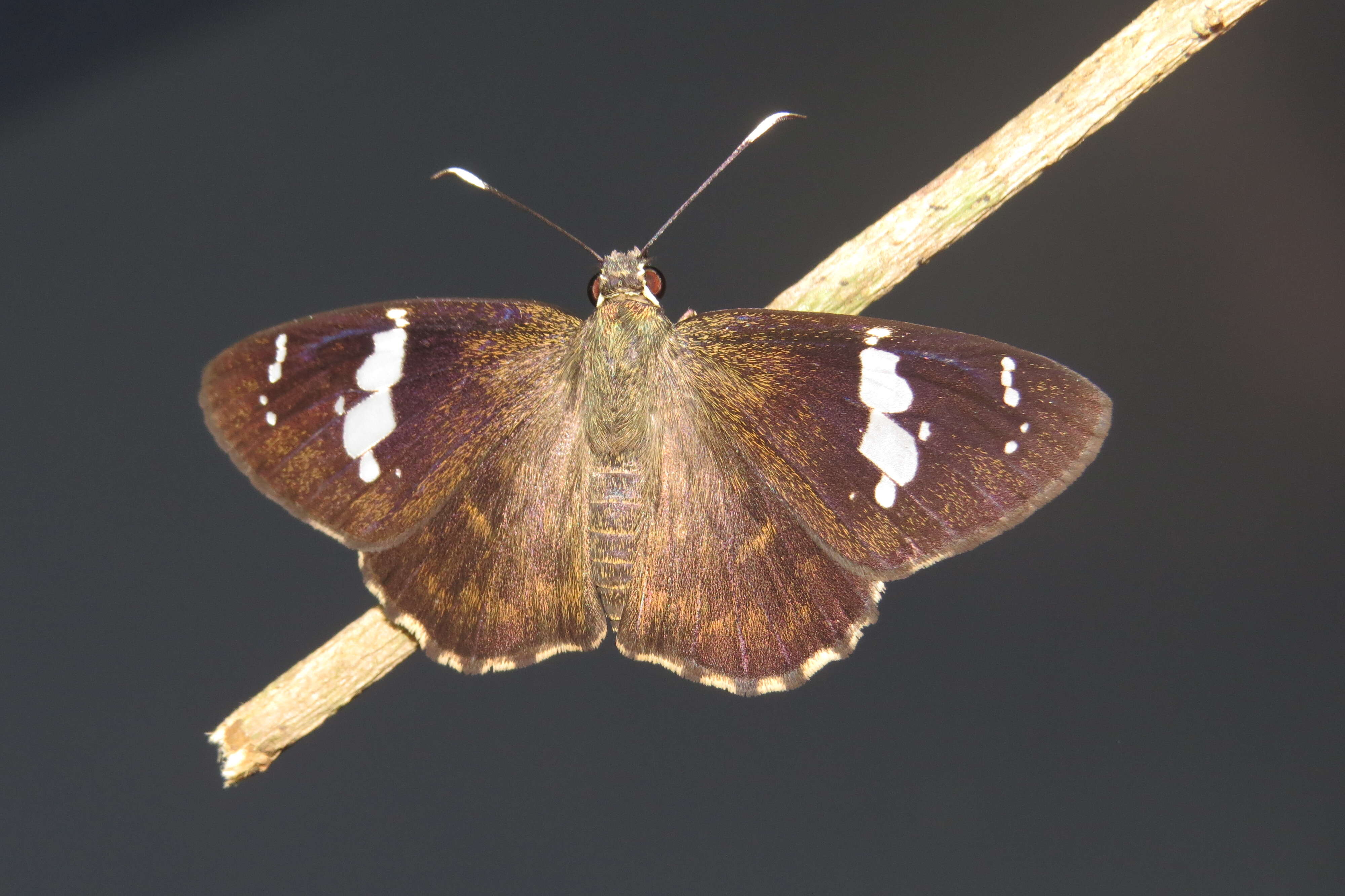 Celaenorrhinus leucocera Kollar 1848 resmi