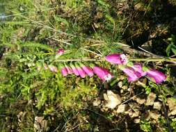 Imagem de Digitalis purpurea L.