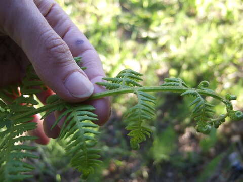 Image of Bracken