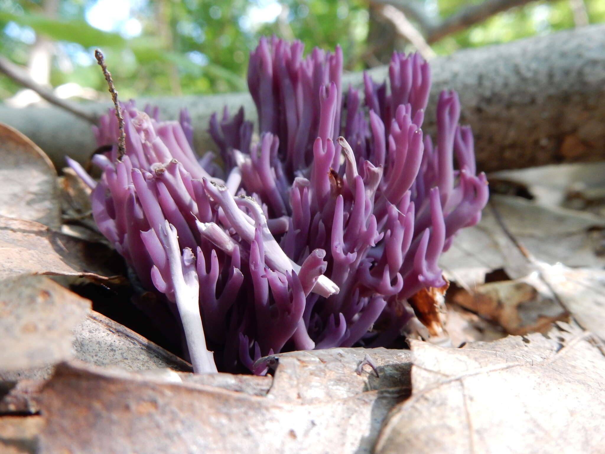 Image of Clavaria zollingeri Lév. 1846