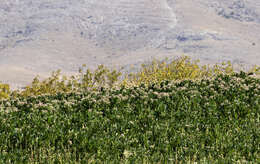 Image of cultivated tobacco