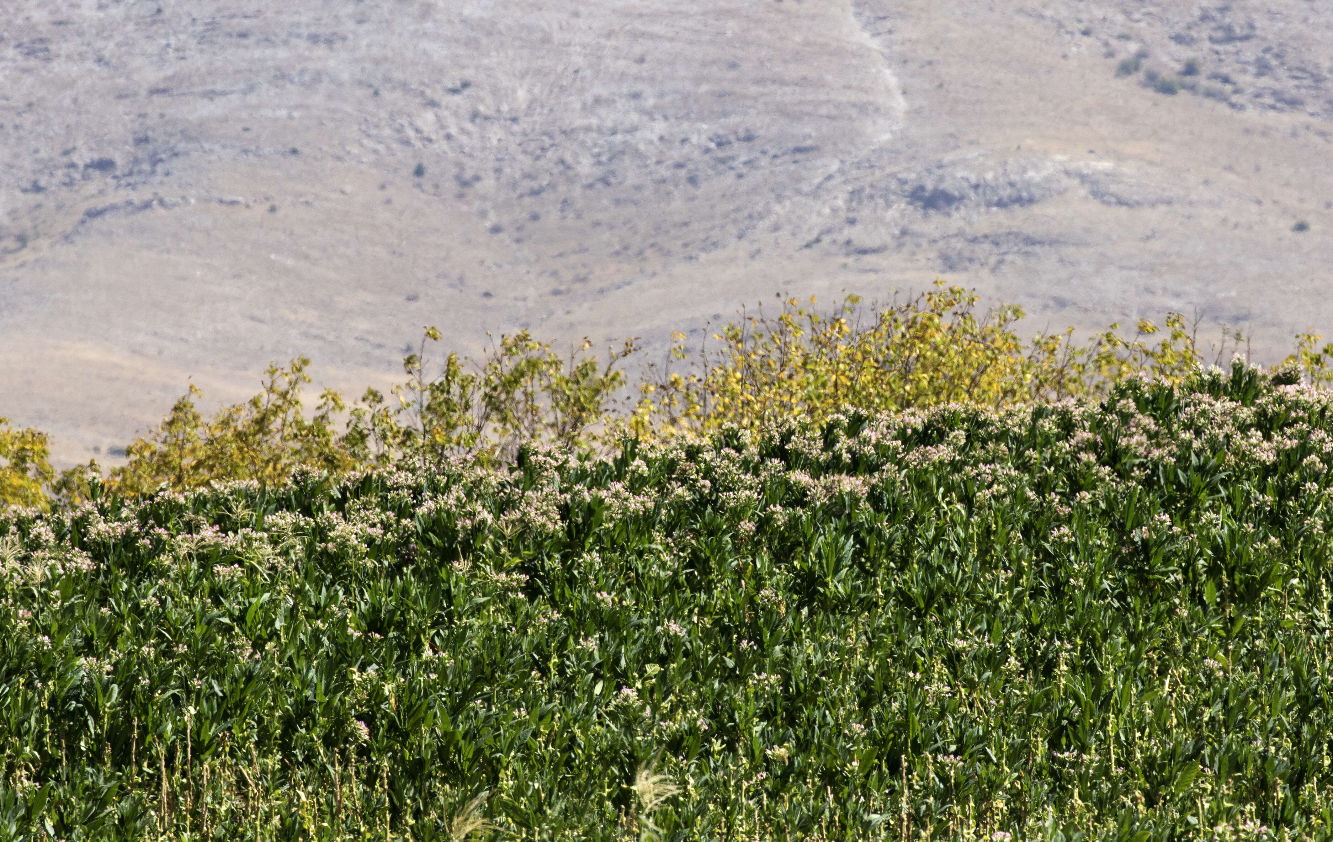 Image of cultivated tobacco