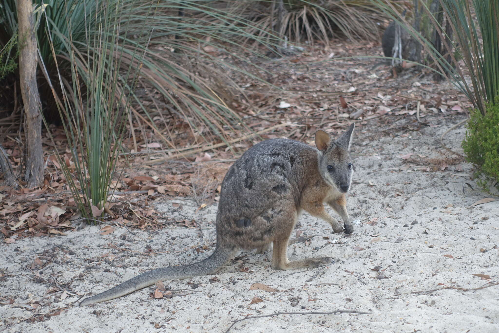 Image of Dama Wallaby