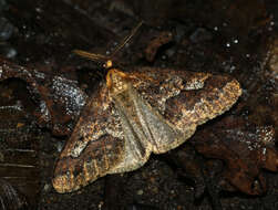 Image of mottled umber
