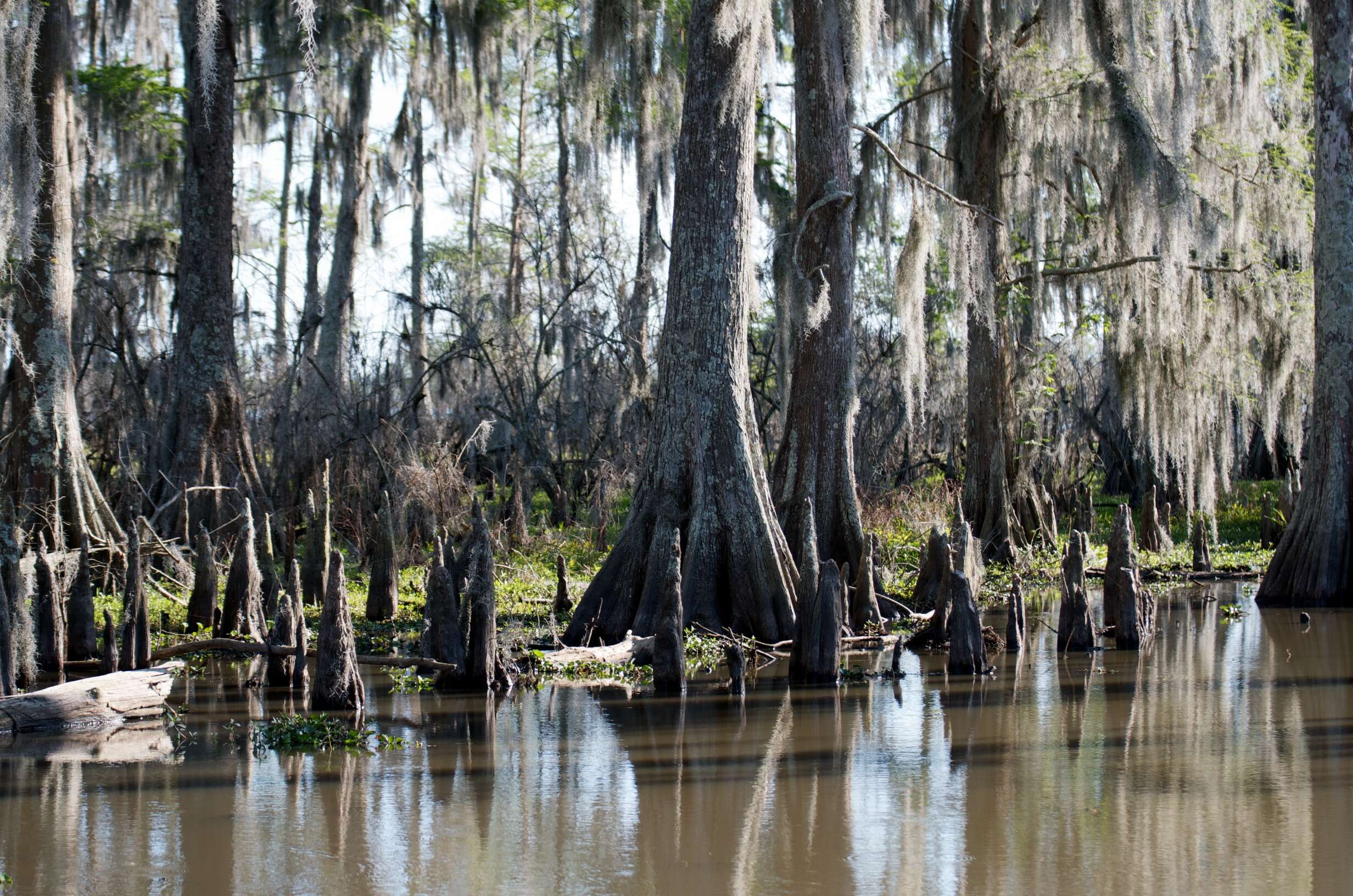 Image of Bald Cypress