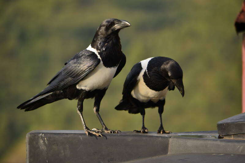 Image of Pied Crow