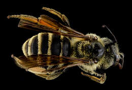 Image of Andrena fulvipennis Smith 1853