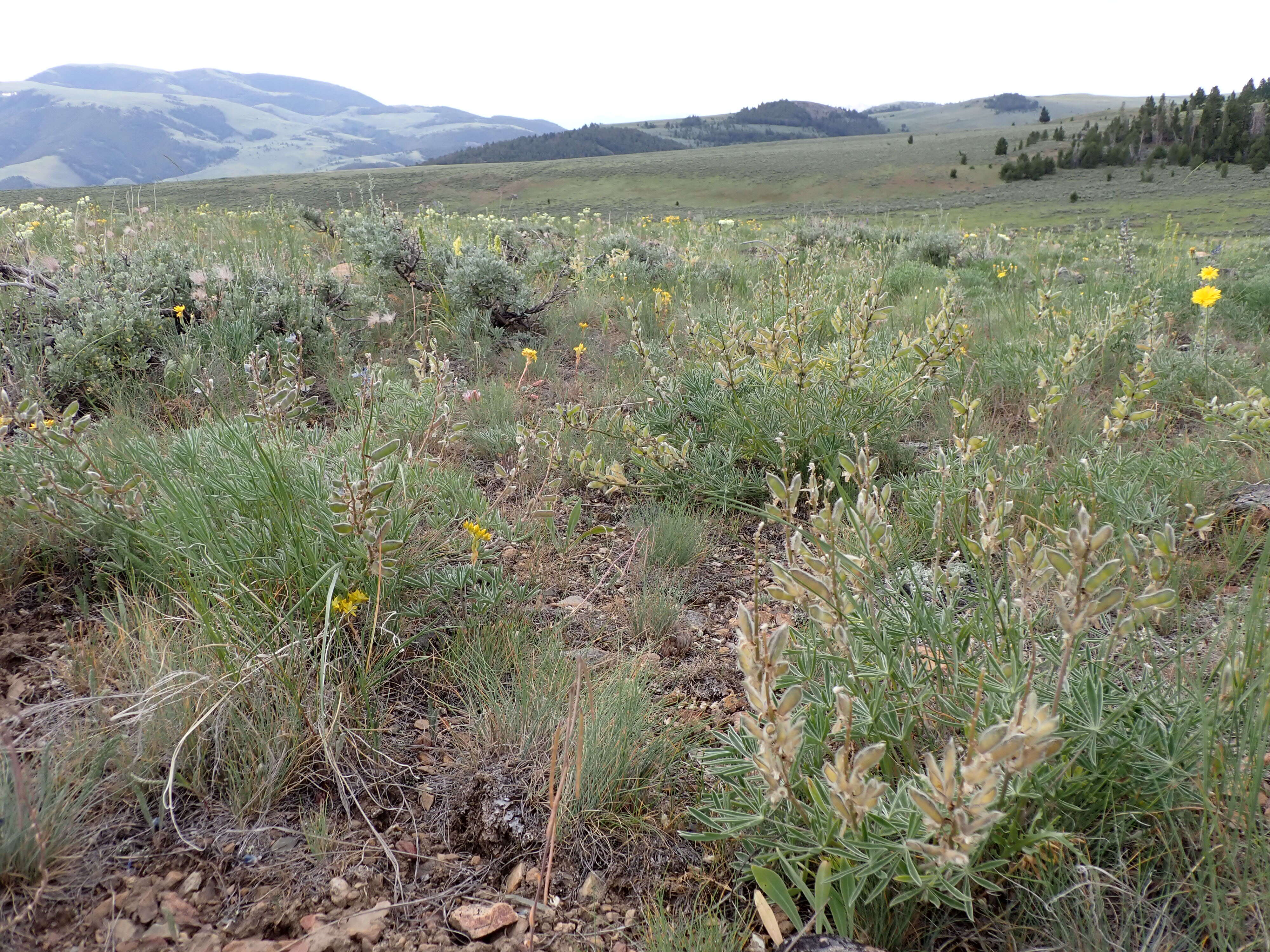 Plancia ëd Lupinus polyphyllus Lindl.