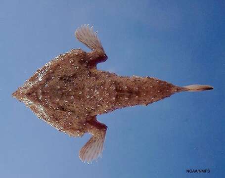 Image of Slantbrown Batfish