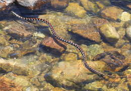 Lygophis elegantissimus (Koslowsky 1896) resmi