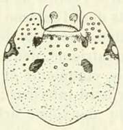 Image de Amblyomma rhinocerotis (de Geer 1778)