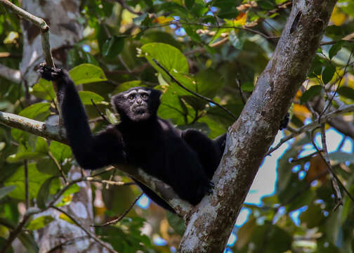 Image of Hoolock Gibbon