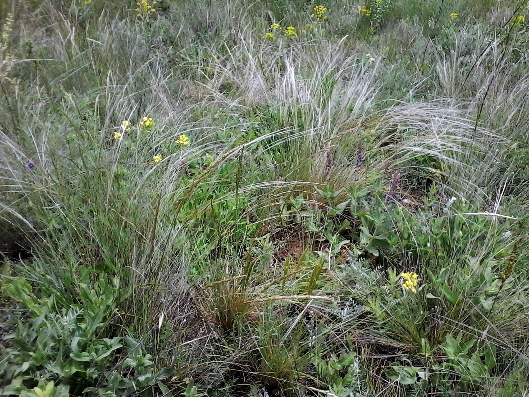 Plancia ëd Stipa lessingiana Trin. & Rupr.