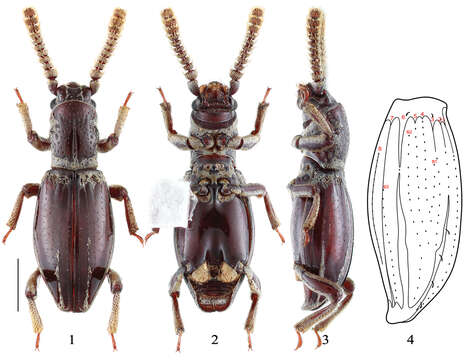 Image of Jacobson's beetles