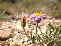 Image de Erigeron asperugineus (D. C. Eat.) A. Gray