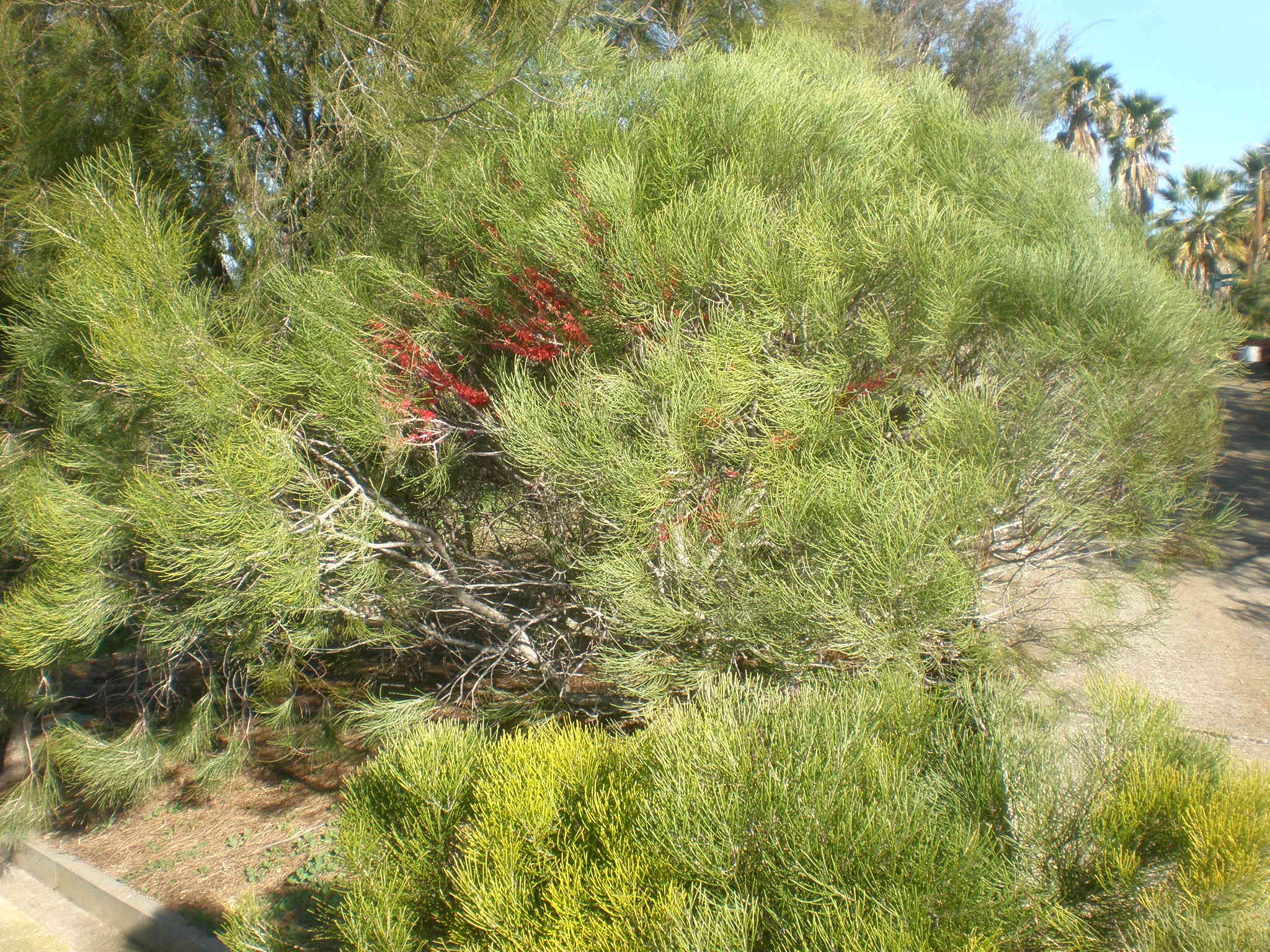 Image de Hakea orthorrhyncha F. Müll.