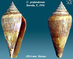 Image of Profundiconus profundorum (Kuroda 1956)