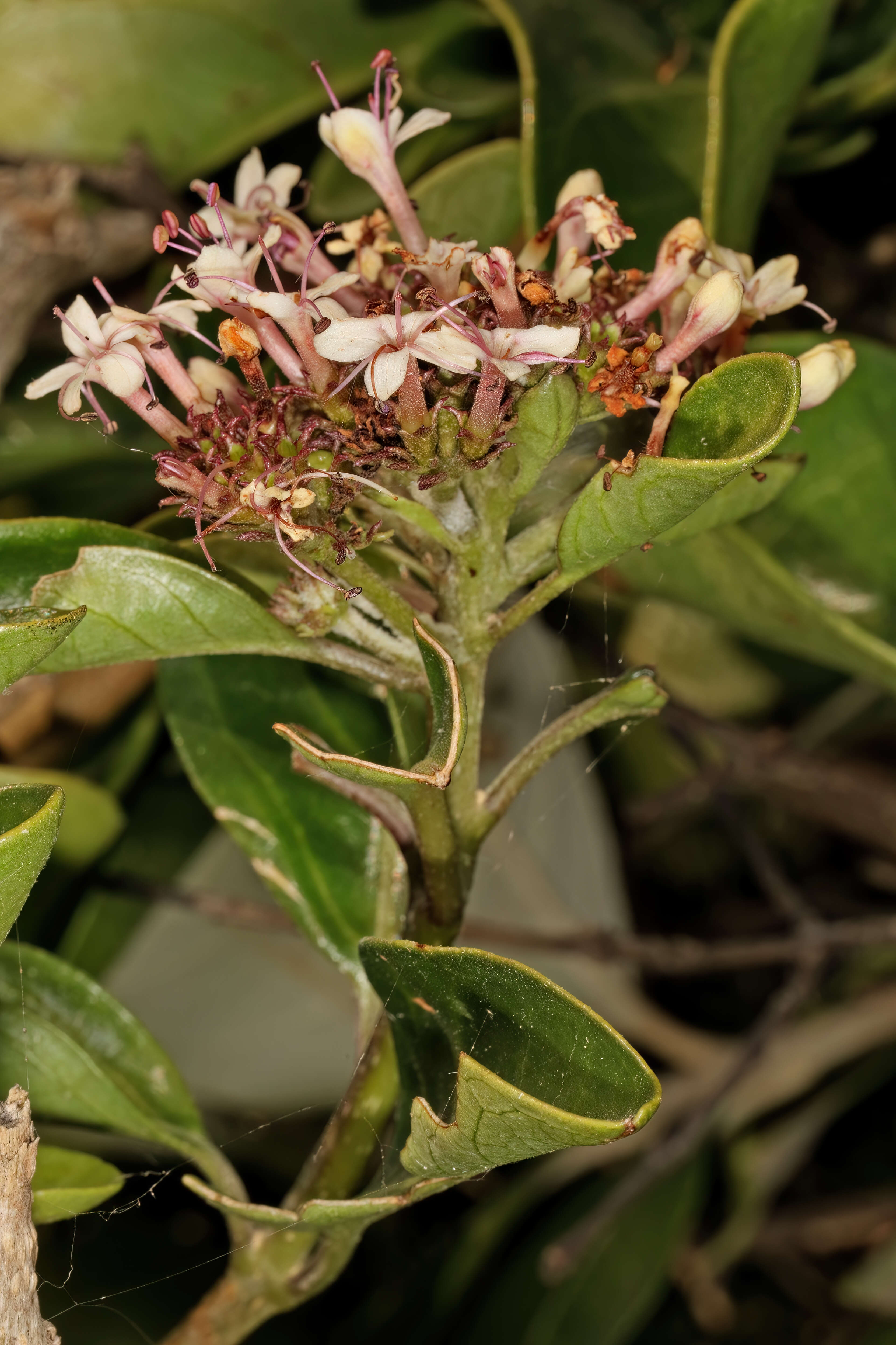 Imagem de Volkameria glabra (E. Mey.) Mabb. & Y. W. Yuan