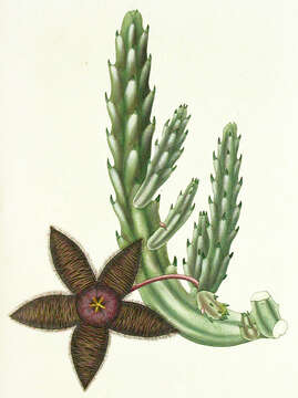 Image de Ceropegia grandiflora (Masson) Bruyns