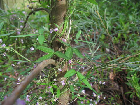 Image of Glycine cyrtoloba Tindale