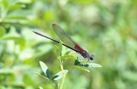 Image of Canyon Rubyspot