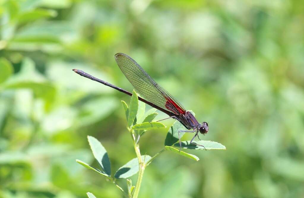 Imagem de Hetaerina vulnerata Hagen ex Selys 1853