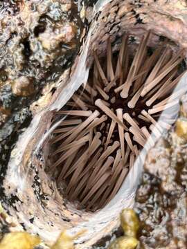 Image of Burrowing urchin