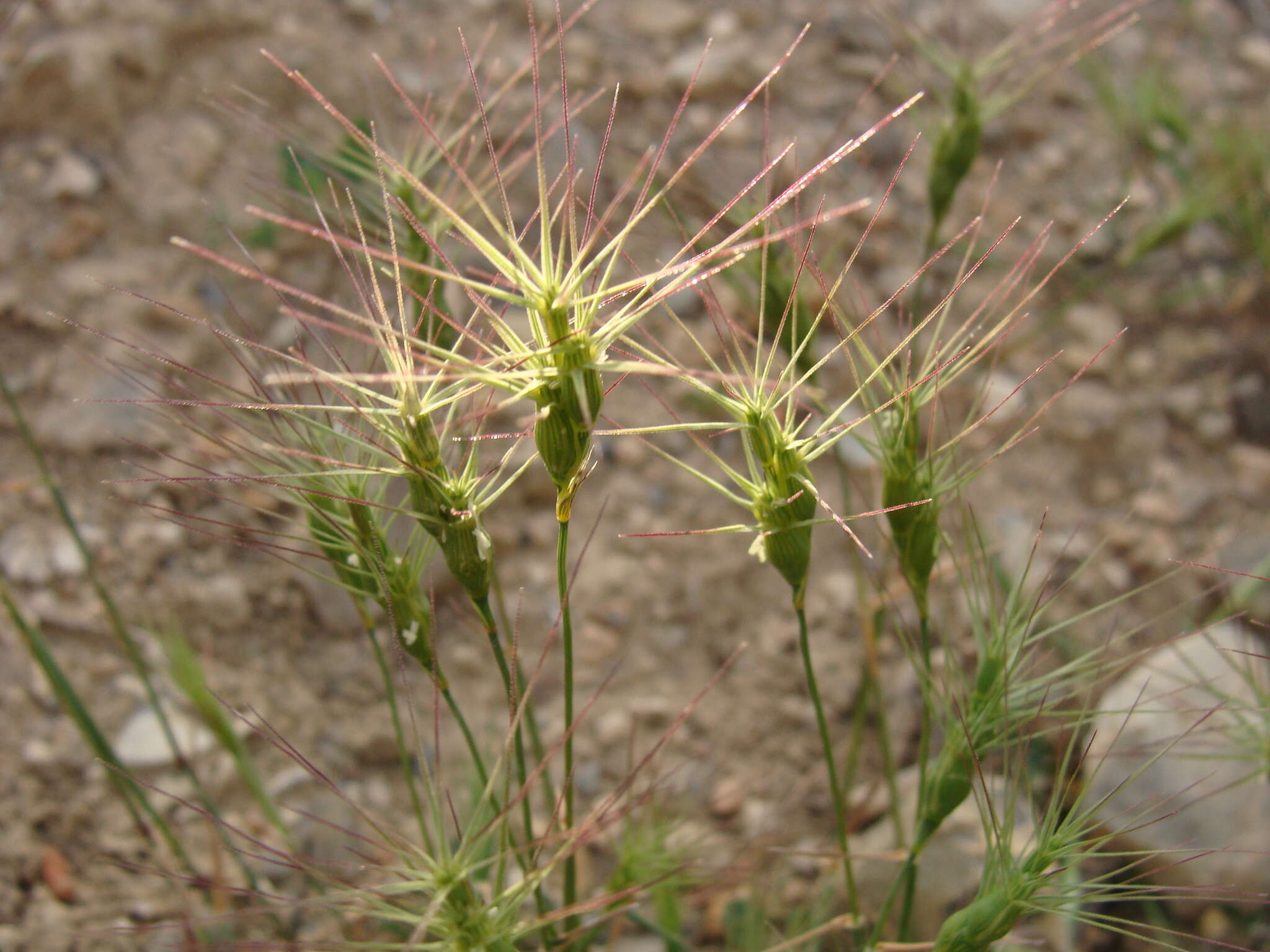 Image of Lorent's goatgrass