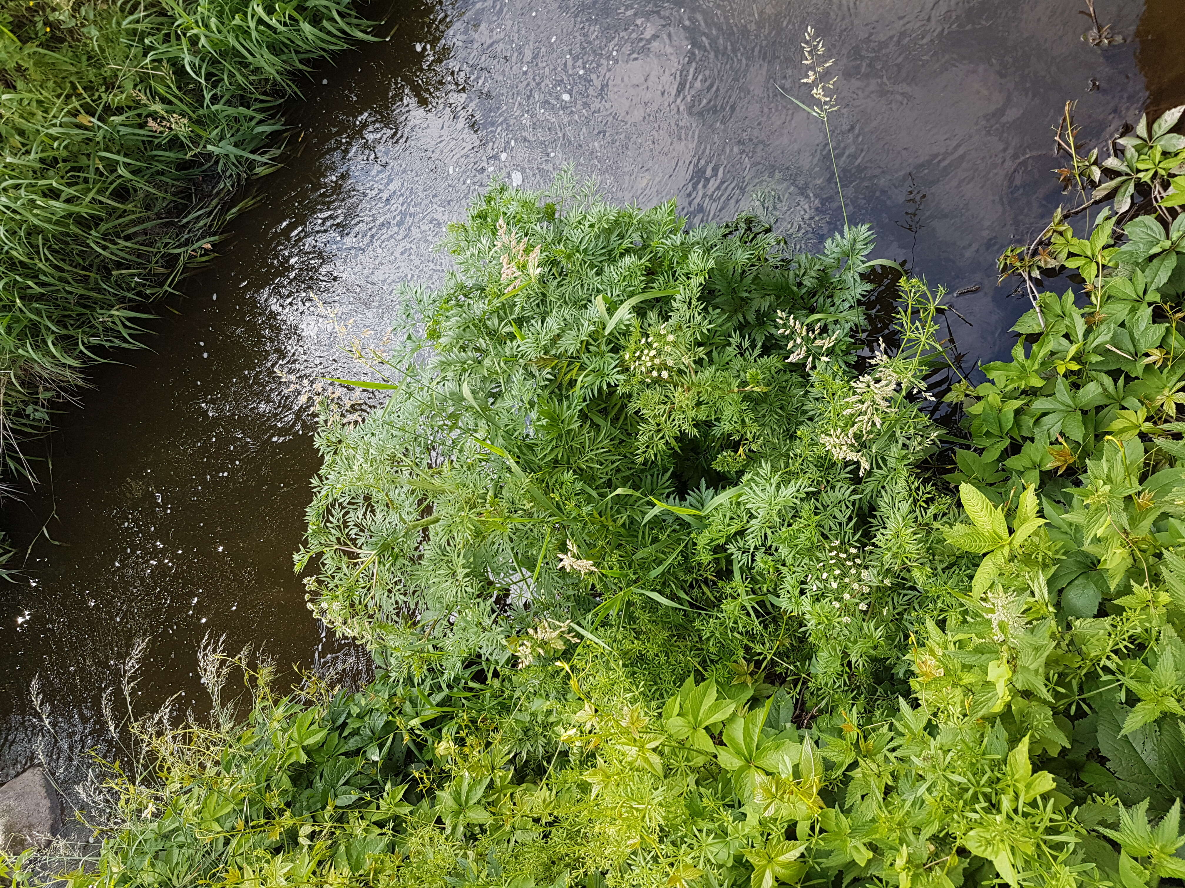 Image of European Waterhemlock