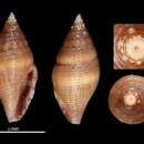 Image of Mitromorpha oliva Chino & Stahlschmidt 2009