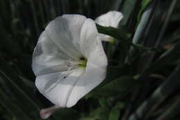 Image of Field Bindweed