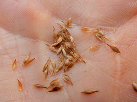 Image of Thick-Head Sedge