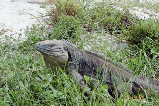 Image de Iguane bleu