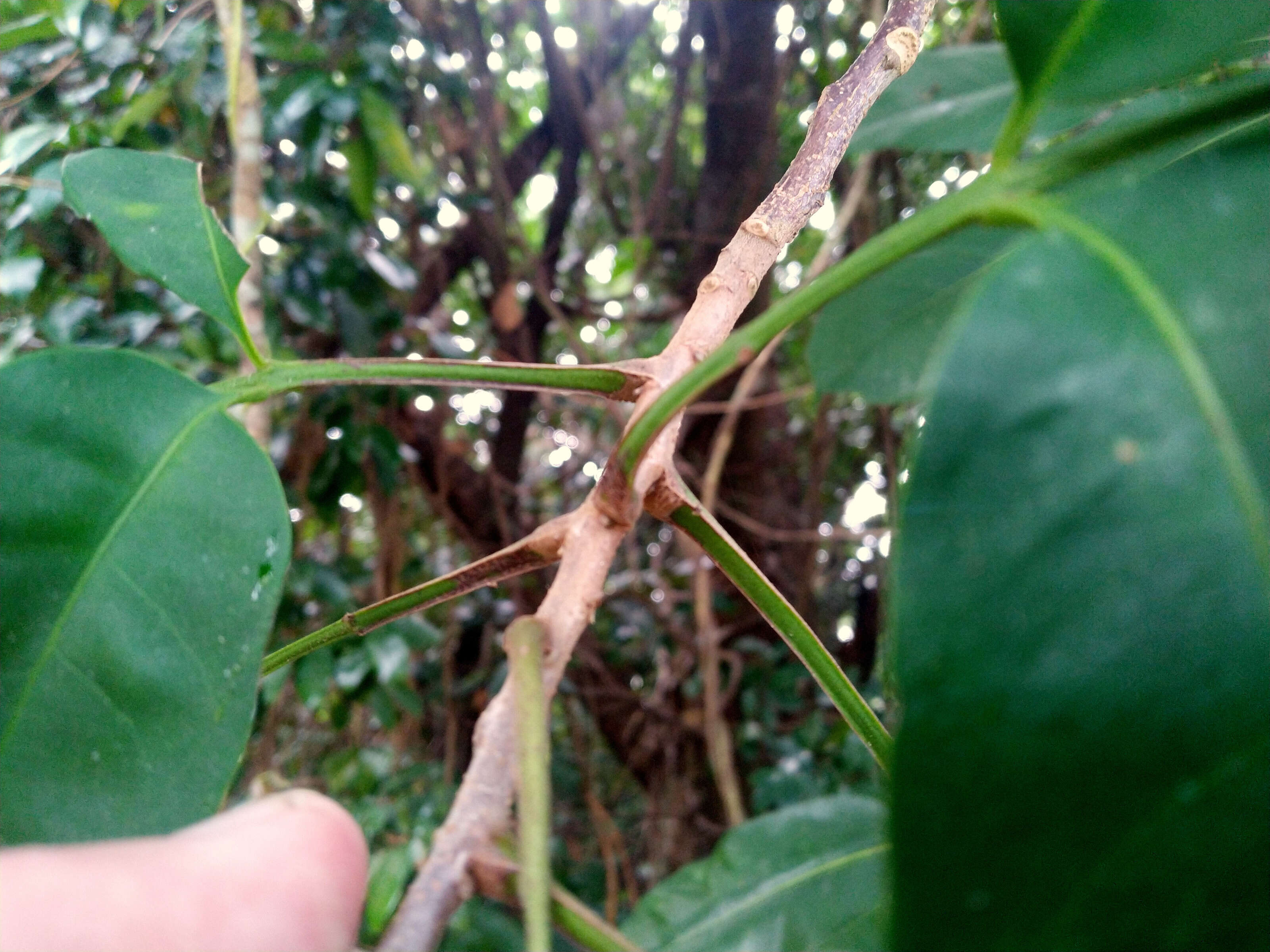 Plancia ëd Dysoxylum arborescens (Bl.) Miq.