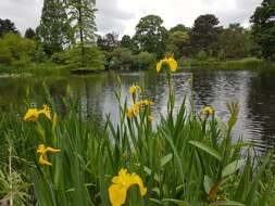 Image of yellow flag, yellow iris