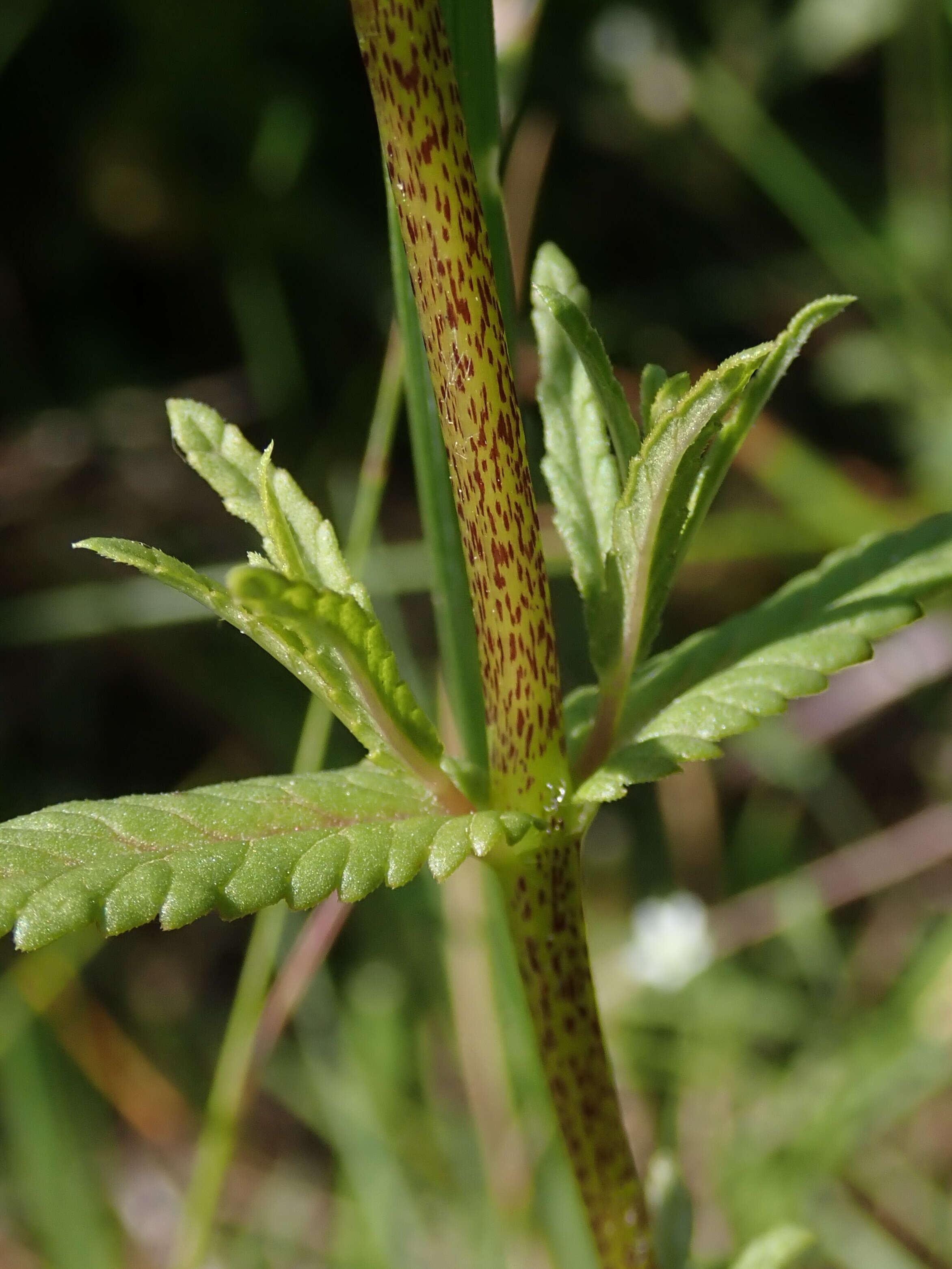 Image of late-flowering yellow rattle