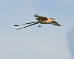 Image of Scissor-tailed Flycatcher