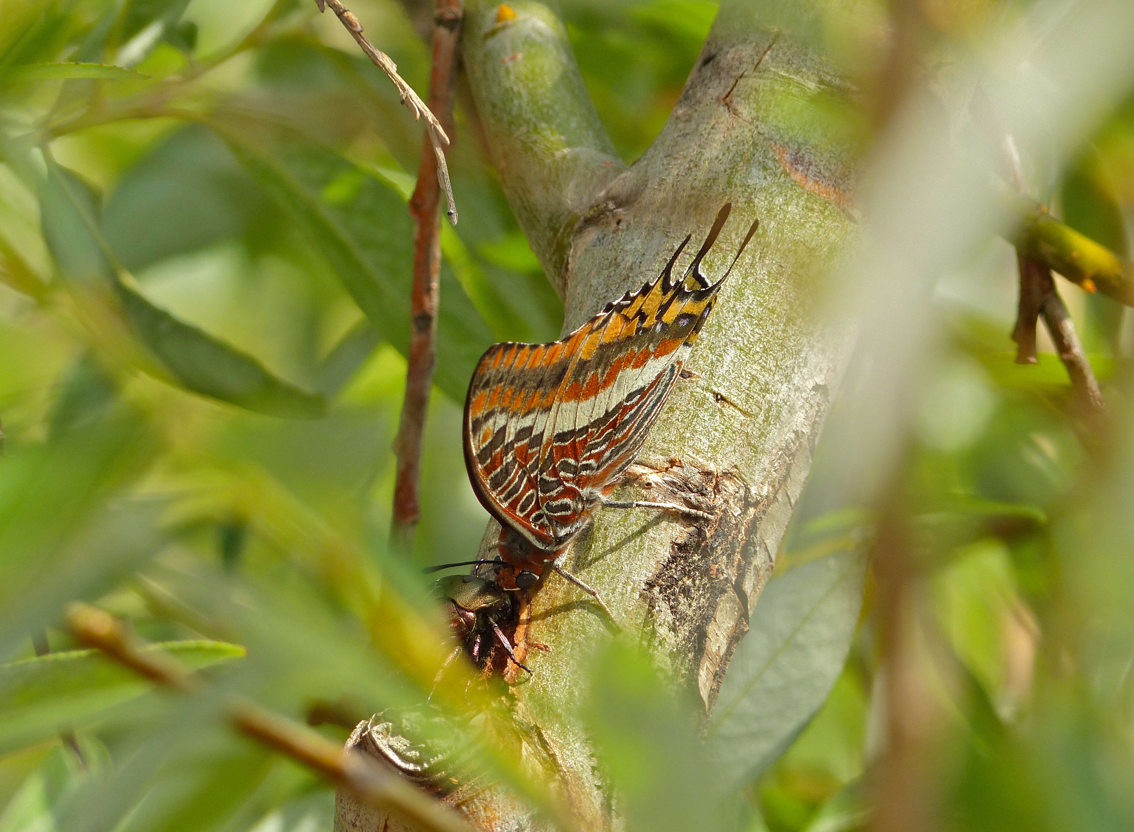 Image of Two-tailed Pasha