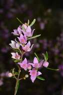 Image of Boronia forsteri M. F. Duretto