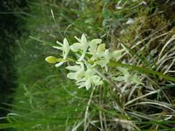 صورة Orchis provincialis Balb. ex Lam. & DC.